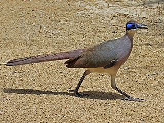 <span class="mw-page-title-main">Olive-capped coua</span> Species of bird