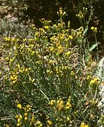 Senecio polygaloides