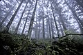 Image 23Virgin forest about 2,500 m (8,200 ft) above sea level in Shennongjia Forestry District, Hubei, China (from Old-growth forest)