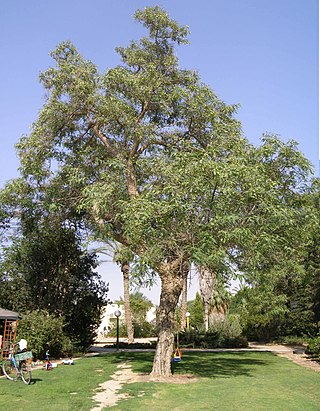 <i>Tipuana</i> Genus of legumes