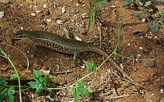 <i>Trachylepis perrotetii</i> Species of lizard