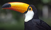 The crest of T. sethi has been compared to a toucan's bill. Tucano 01.jpg