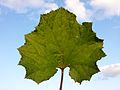 Leaf (top view)