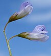 Vicia tetrasperma W.jpg