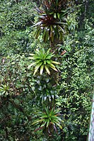 Werauhia in Monteverde (Costa Rica)