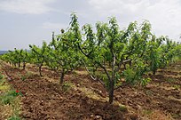 Huerto con duraznos en Sirkovo, North Macedonia