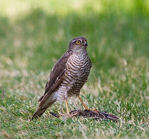 Къартджыгъаны бир тюрлюсю (Accipiter nisus) тутхан ашы — джаш сабан чыпчыкъ (Sturnus vulgaris) бла