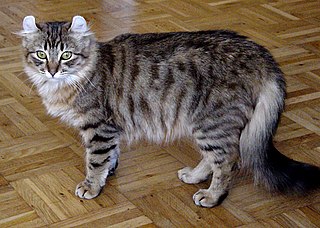 <span class="mw-page-title-main">American Curl</span> Breed of cat