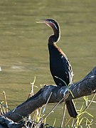 Anhinga rufa