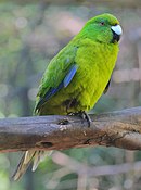 A green parrot with a light-green underside