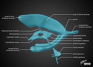 <span class="mw-page-title-main">Ventricular system</span> Structures containing cerebrospinal fluid