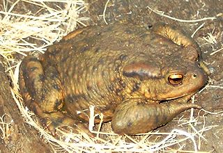 <span class="mw-page-title-main">True toad</span> Family of amphibians