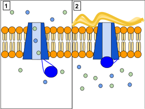 The CFTR protein is a channel protein that controls the flow of H2O and Cl ions in and out of cells inside the lungs. When the CFTR protein is working correctly, ions freely flow in and out of the cells. However, when the CFTR protein is malfunctioning, these ions cannot flow out of the cell due to a blocked channel. This causes cystic fibrosis, characterized by the buildup of thick mucus in the lungs. CFTR Protein Panels.svg