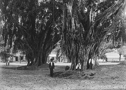 Tree in the alun-alun (city square) of Lumajang, East Java. The iconic tree toppled in January 2021[19]