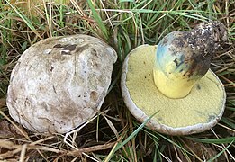 Le Bolet radicant (Caloboletus radicans)