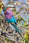 Lilac-breasted roller