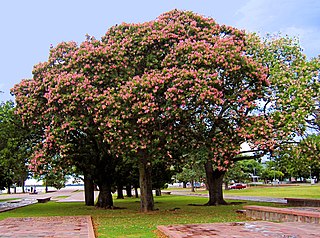 <i>Ceiba speciosa</i> Species of tree