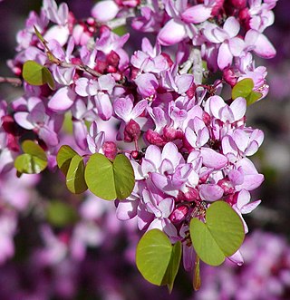 <i>Cercis occidentalis</i> Species of tree