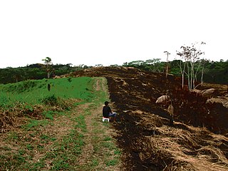 <span class="mw-page-title-main">Deforestation in Peru</span>