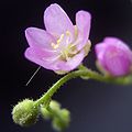 Drosera madagascariensis