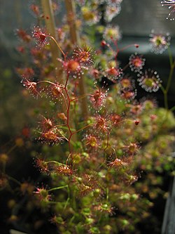 Drosera menziesii