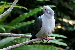 <span class="mw-page-title-main">Green imperial pigeon</span> Species of bird