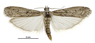 <span class="mw-page-title-main">Mediterranean flour moth</span> Species of moth