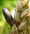 on Triticum