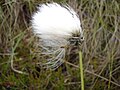 Fjallafípa (Eriophorum vaginatum)