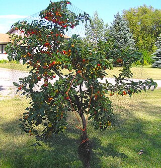 <span class="mw-page-title-main">Evans Cherry</span> Cherry cultivar