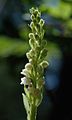 Goodyera repens