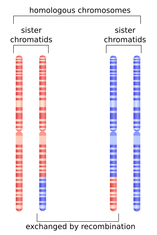 <span class="mw-page-title-main">Homologous recombination</span> Genetic recombination between identical or highly similar strands of genetic material