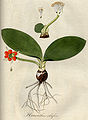 Haemanthus albiflos