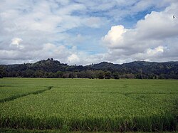 Rice field in Hinoba-an Hinoba-an rice.jpg