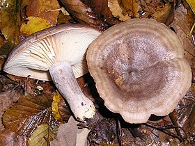 Lactarius vietus