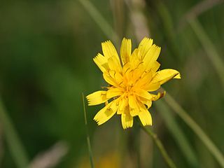 <i>Scorzoneroides autumnalis</i> Species of flowering plant