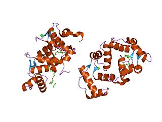 <span class="mw-page-title-main">Neuronal calcium sensor-1</span> Neuronal calcium sensory protein