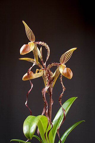 <i>Paphiopedilum sanderianum</i> Species of orchid