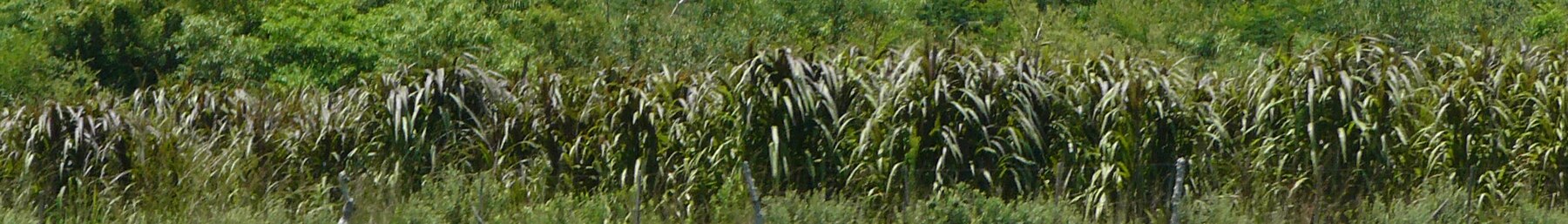 Tropical vegetation near Tapaí in southern Paraguay