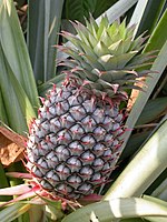 Ananas (Ananas comosus)