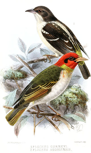 <span class="mw-page-title-main">Bar-winged weaver</span> Species of bird