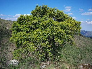 <i>Podocarpus parlatorei</i> Species of conifer