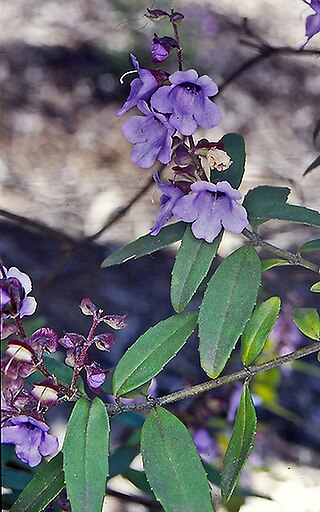 <i>Prostanthera caerulea</i> Species of flowering plant