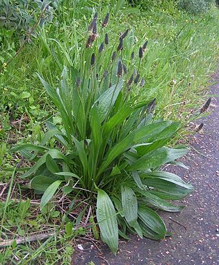 <i>Plantago lanceolata</i> Species of flowering plant in the plantain family Plantaginaceae