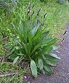 Jóansøkugøtubrá (Plantago lanceolata)