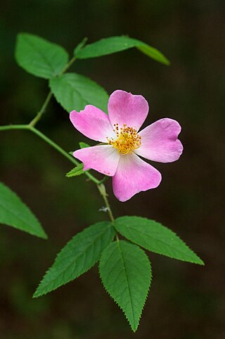 <i>Rosa setigera</i> Species of shrub