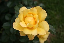 'Mountbatten' Rose Mounbatten 20070601.jpg