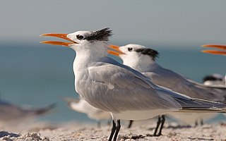 <span class="mw-page-title-main">Royal tern</span> Species of bird