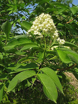 <i>Sambucus sieboldiana</i> Species of shrub