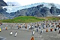 Pinguini nella Georgia del Sud, 2010.